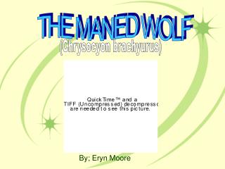 THE MANED WOLF
