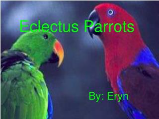 Eclectus Parrots