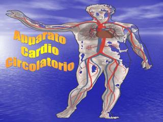 Apparato Cardio Circolatorio