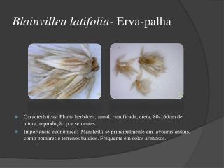 Blainvillea latifolia- Erva-palha