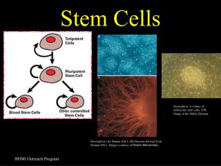 PPT - Stem Cells PowerPoint Presentation, Free Download - ID:4076868