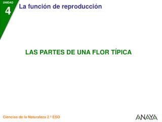 UNIDAD 4