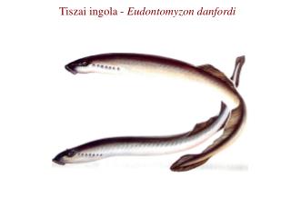 Tiszai ingola - Eudontomyzon danfordi