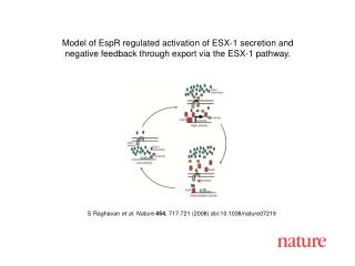 S Raghavan et al. Nature 454 , 717-721 (2008) doi:10.1038/nature07219