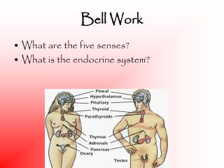 Bell Work