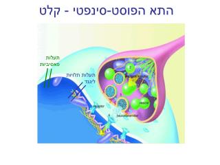תעלות תלויות ליגנד