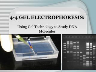 4-4 GEL ELECTROPHORESIS: