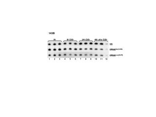 tRNA Ser(UCN)