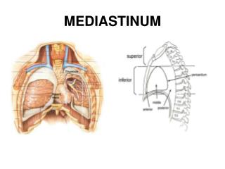 MEDIASTINUM