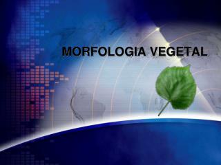 MORFOLOGIA VEGETAL