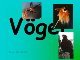 Vögel