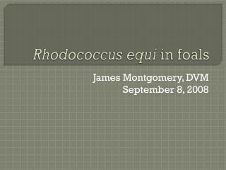 Rhodococcus equi in foals