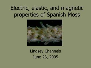 Electric, elastic, and magnetic properties of Spanish Moss