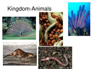 Kingdom-Animals