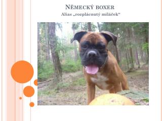 Německý boxer