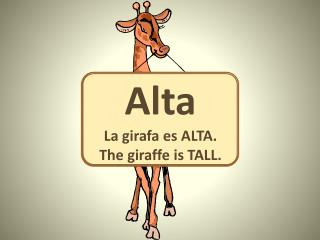 Alta La girafa es ALTA. The giraffe is TALL.