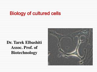 Dr. Tarek Elbashiti Assoc. Prof. of Biotechnology