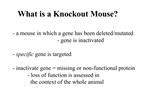 What is a Knockout Mouse