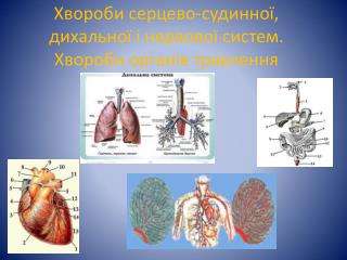 Хвороби серцево-судинної, дихальної і нервової систем. Хвороби органів травлення