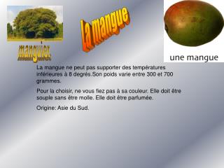 La mangue