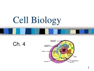 PPT - Cell Biology PowerPoint Presentation, free download - ID:4105043