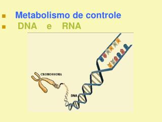 Metabolismo de controle DNA e RNA