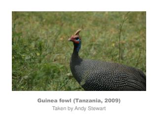 Guinea fowl (Tanzania, 2009) Taken by Andy Stewart