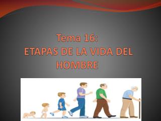 Tema 16: ETAPAS DE LA VIDA DEL HOMBRE