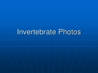Invertebrate Photos