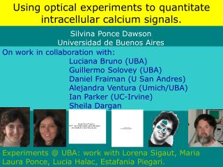 Using optical experiments to quantitate intracellular calcium signals.