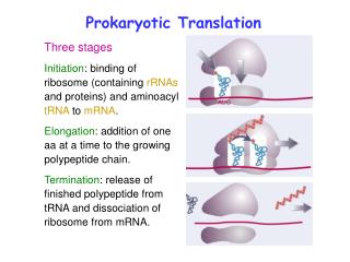 Prokaryotic Translation