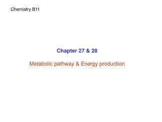 Chapter 27 &amp; 28 Metabolic pathway &amp; Energy production