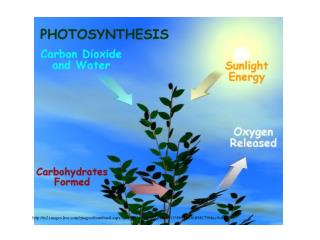 Formula for Photosynthesis