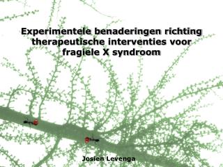 Experimentele benaderingen richting therapeutische interventies voor fragiele X syndroom