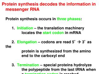 Protein synthesis decodes the information in messenger RNA