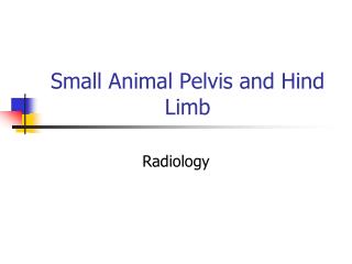 Small Animal Pelvis and Hind Limb