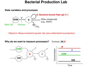 Bacterial Production Lab