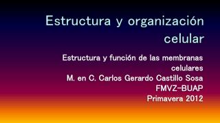 Estructura y organización celular