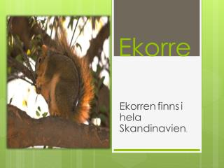 Ekorre