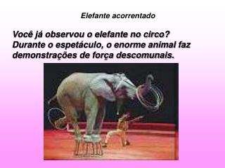 Elefante acorrentado