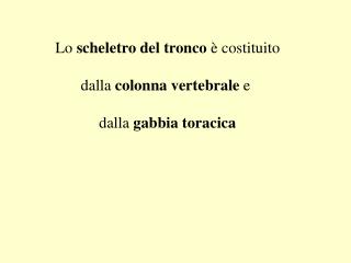 Lo scheletro del tronco è costituito dalla colonna vertebrale e dalla gabbia toracica