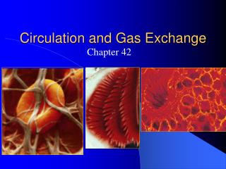 Circulation and Gas Exchange