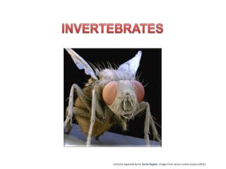 INVERTEBRATES