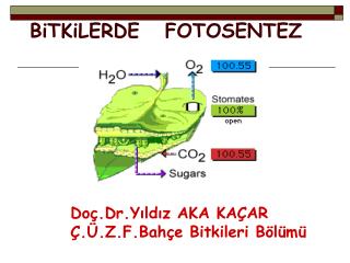 B i TK i LERDE FOTOSENTEZ