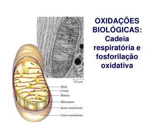 OXIDAÇÕES BIOLÓGICAS: Cadeia respiratória e fosforilação oxidativa