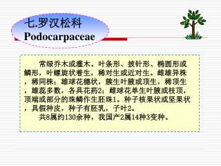 七 . 罗汉松科 Podocarpaceae