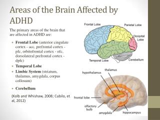 PPT - Areas of the Brain Affected by ADHD PowerPoint Presentation, free ...