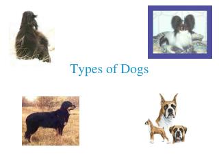 Types of Dogs