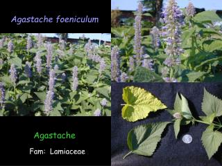 Agastache foeniculum