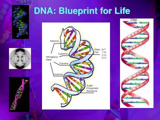 PPT - DNA: Blueprint For Life PowerPoint Presentation, Free Download ...